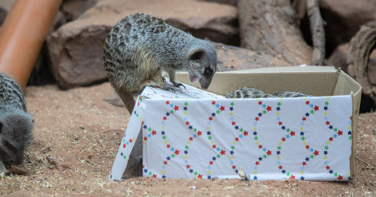 Christmas magic at the zoo