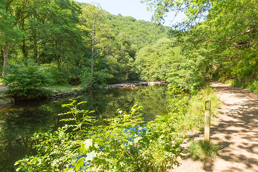 Fingle Woods