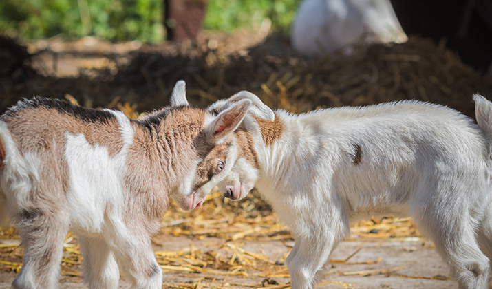 Hackney City Farm