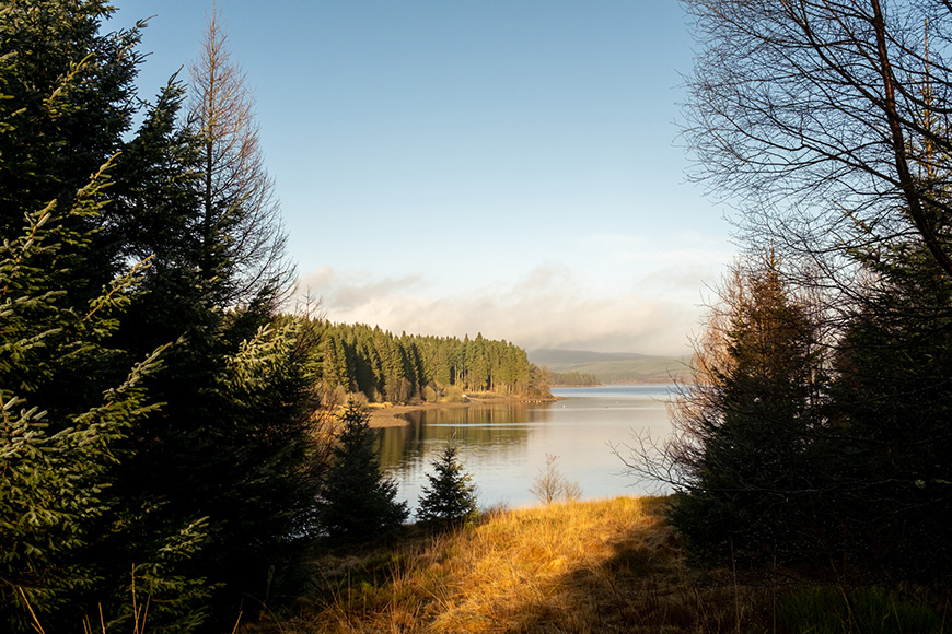 Kielder Forest