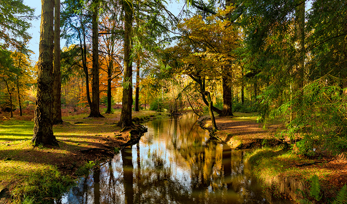 New Forest, Hampshire