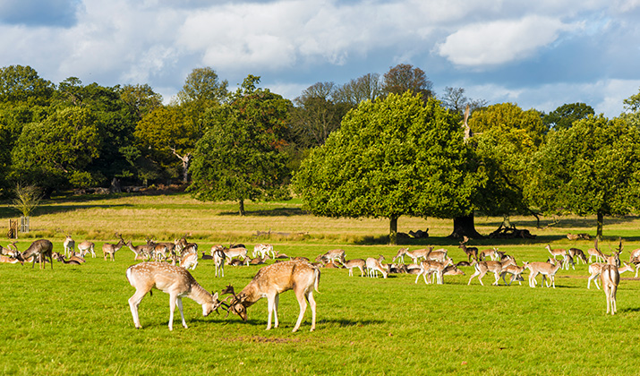 Richmond Park