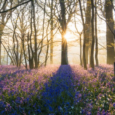 Nature Bathing this Spring by Rail image