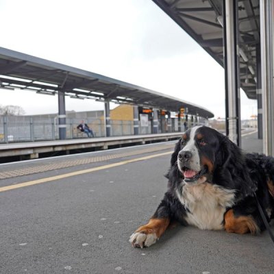 Pooch Perfect Rail Adventures  image